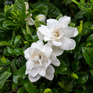 Gardenia Jubilation